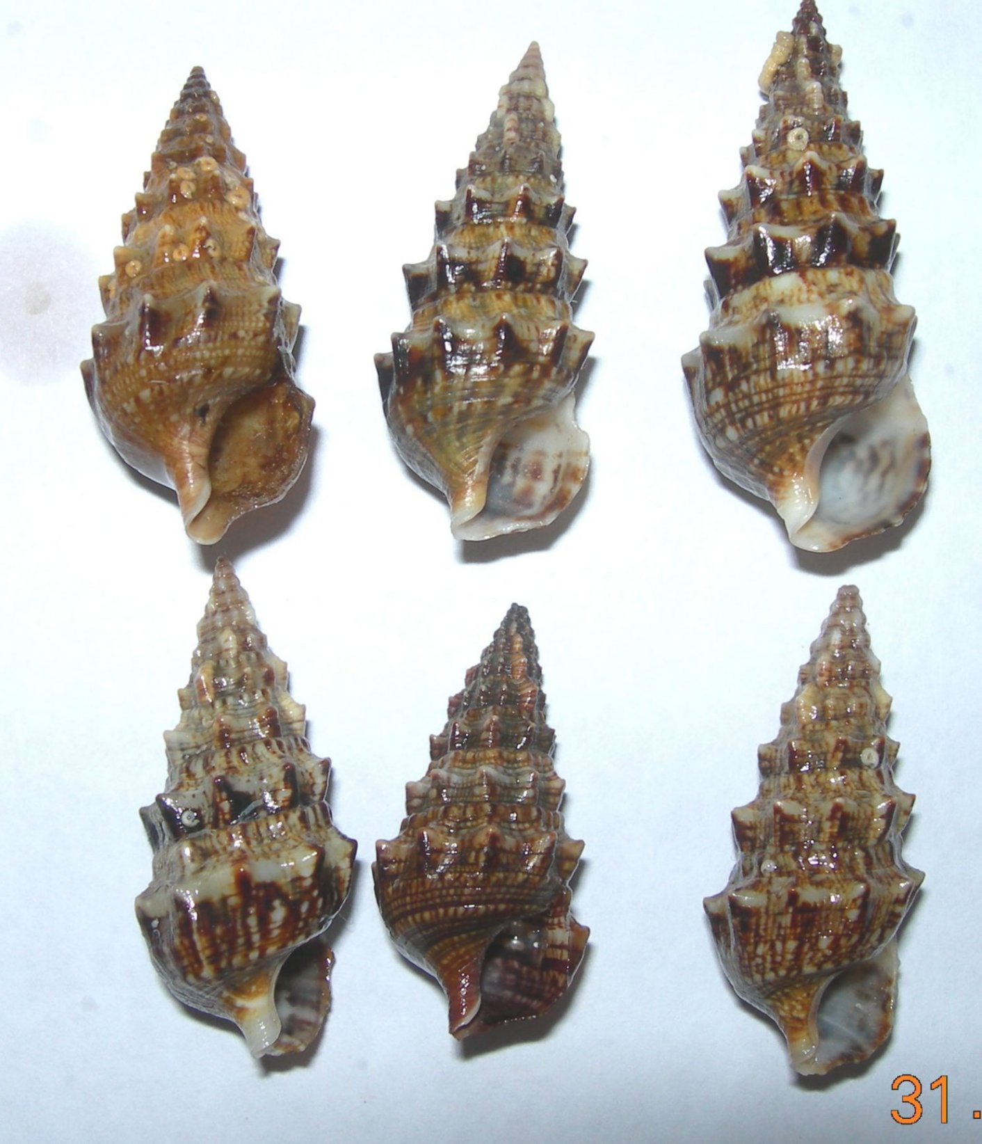Cerithium da Capraia